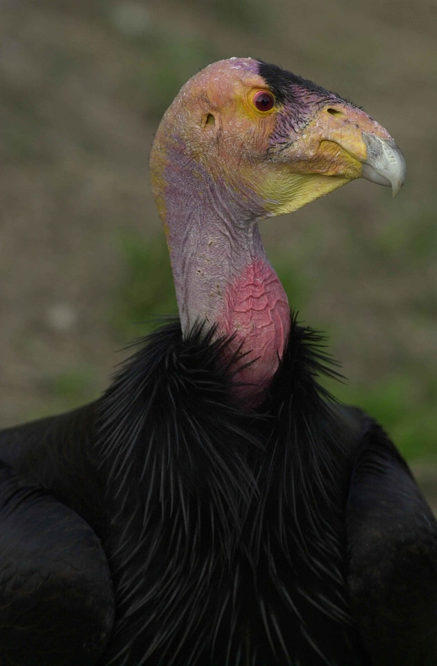 Chief condor face