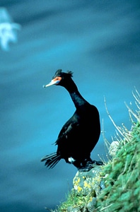 Bird cormorant mare