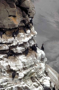 Colony cormorant red