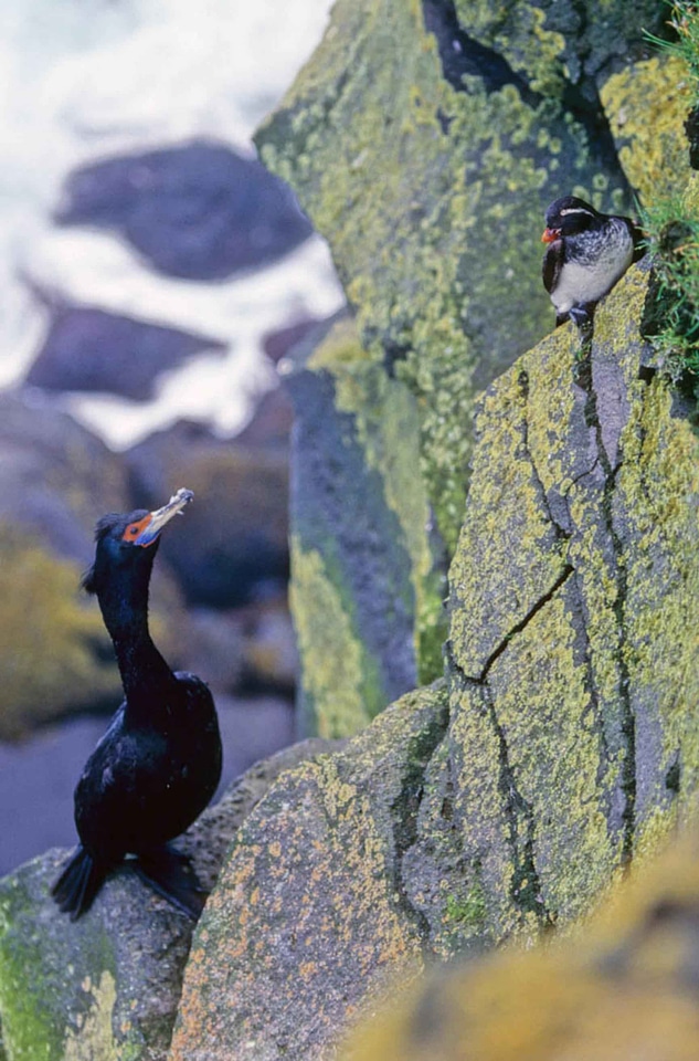 Aethia Cristatella bird cormorant
