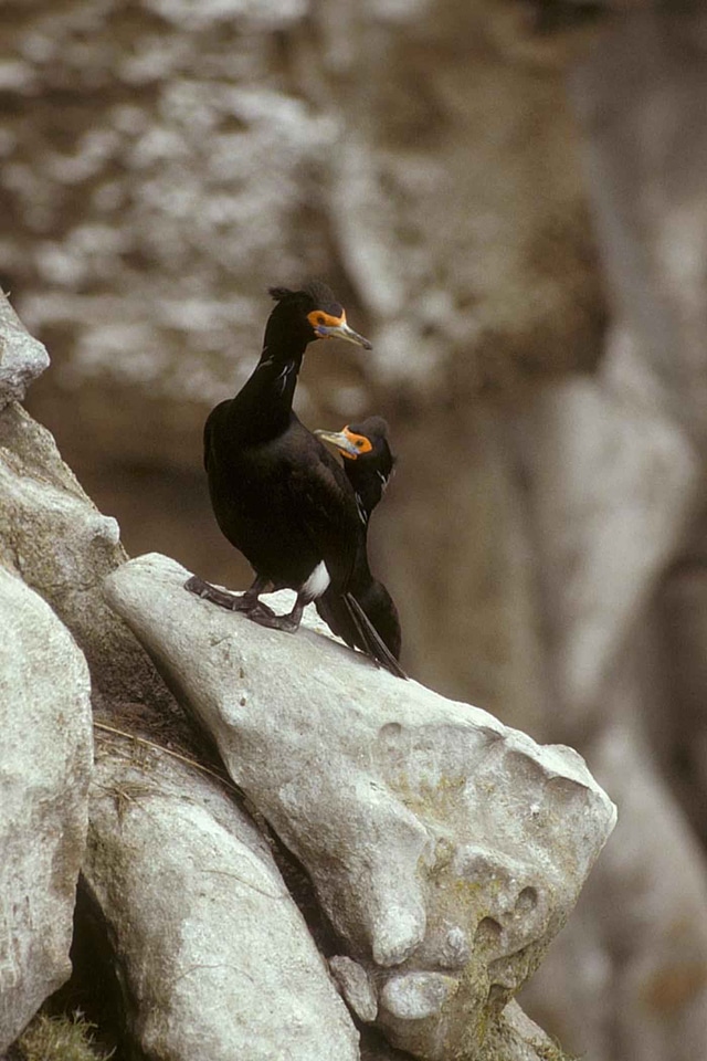 Bird cormorant couple