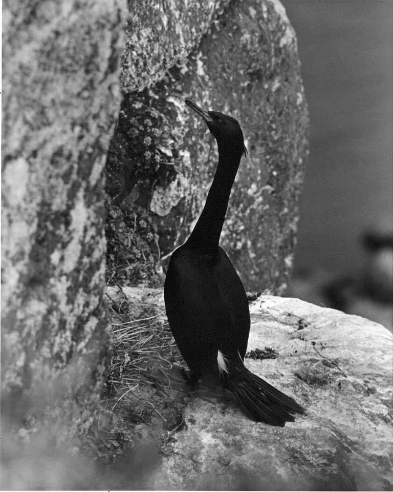 Cliff cormorant 