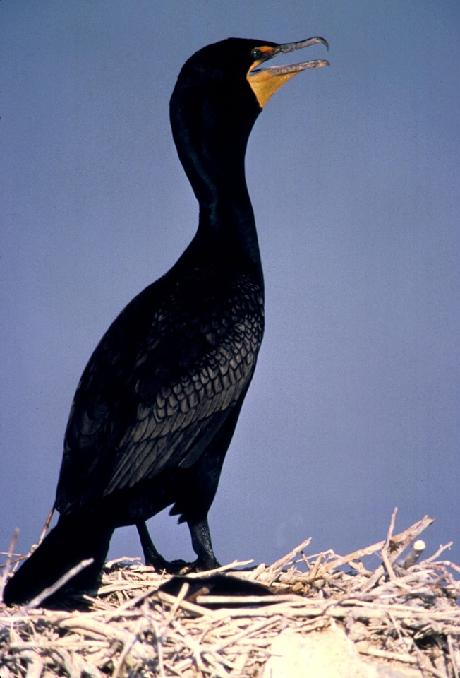 Bird black cormorant