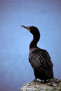 Black cormorant double