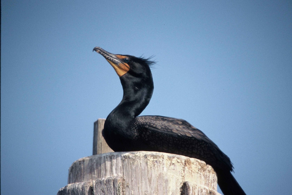Basin cormorant double