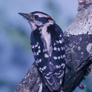 Bird Picoides pubescens tree