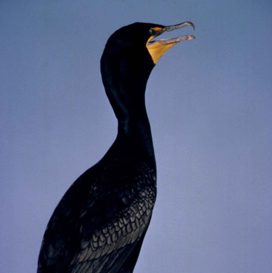 Bird cormorant double