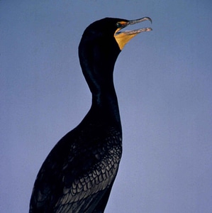 Bird cormorant double