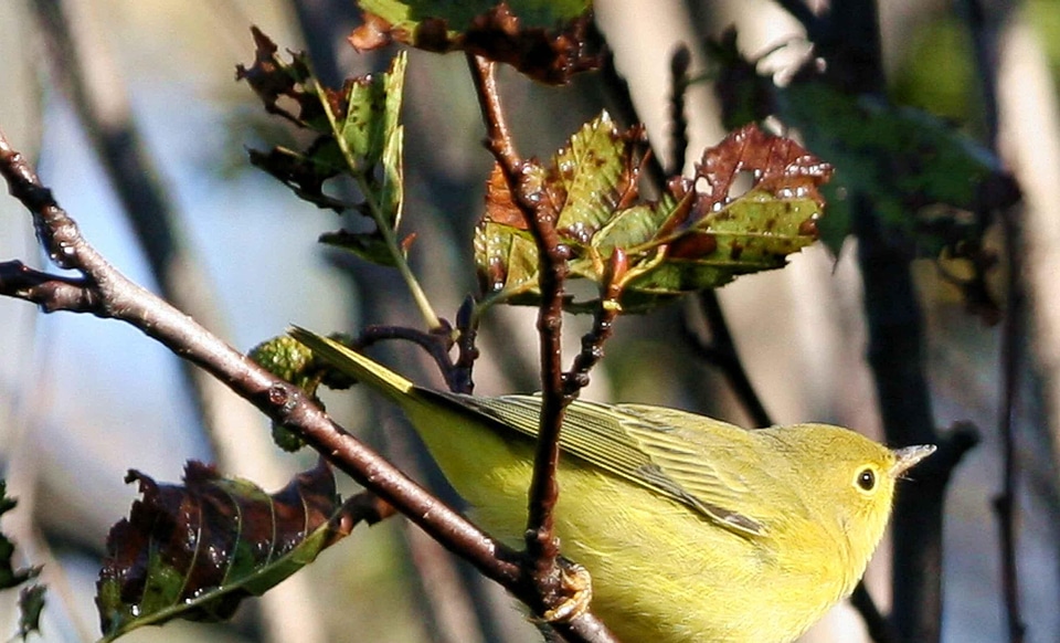 Female plumage Setophaga petechia