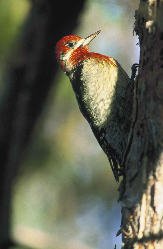 Bird red sapsucker