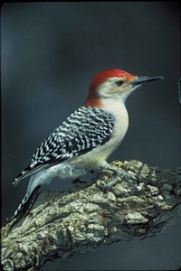 Bird red woodpecker