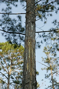 Endangered Species nest red