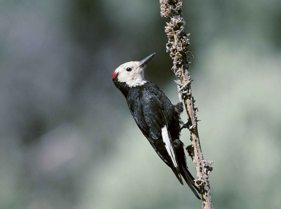 White woodpecker 