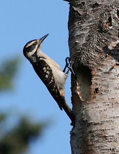 Bird woodpecker 