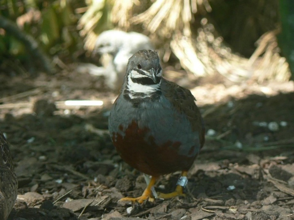 Bird Colinus virginianus 