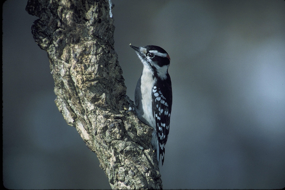 Bird bouquet Picoides pubescens