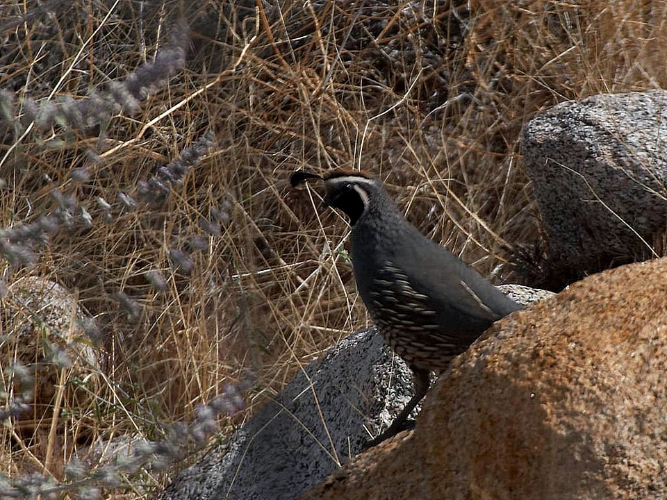 Colinus Virginianus desert 