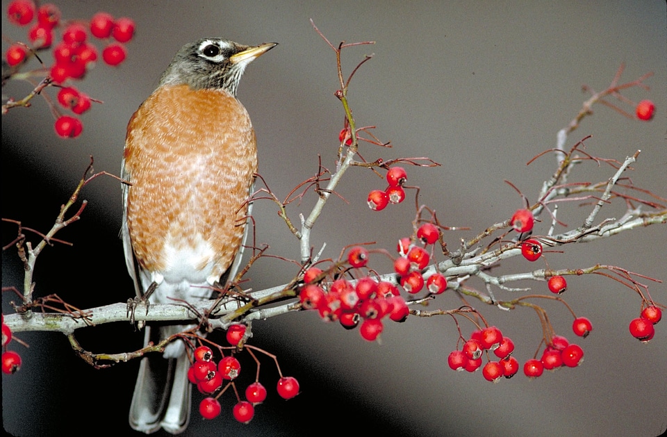 American bird robin