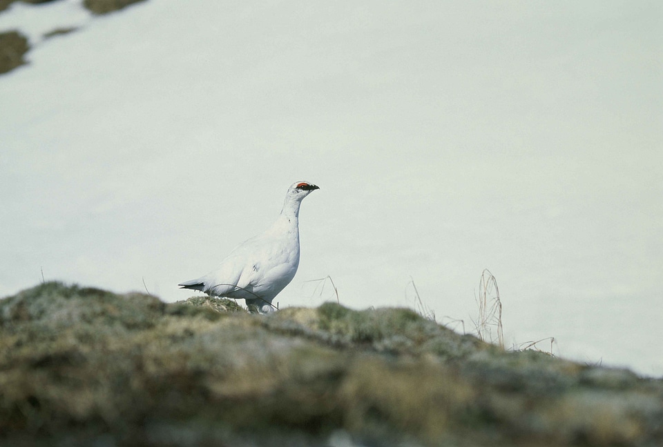 Bird Lagopus muta rock