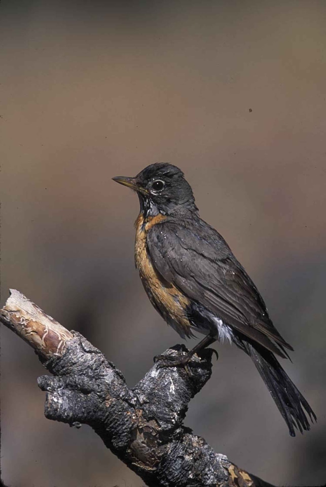 American north robin