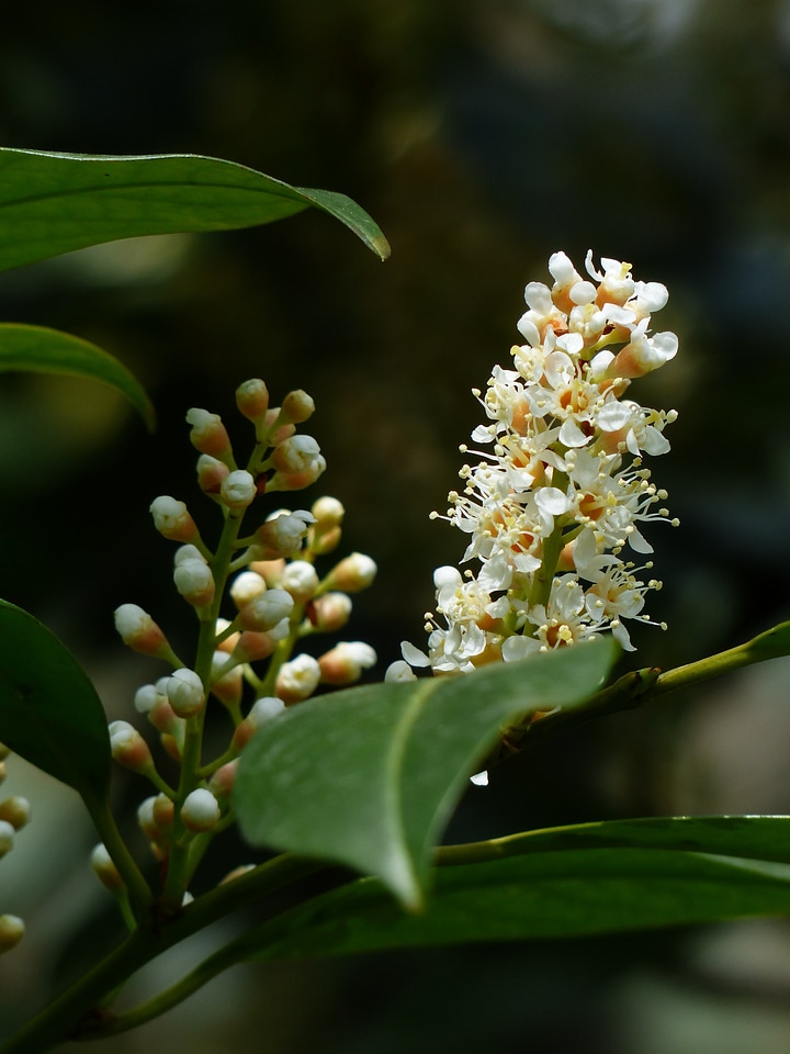 Blossom bloom white