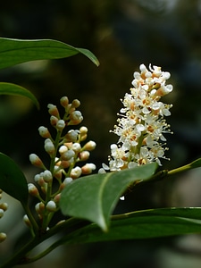 Blossom bloom white