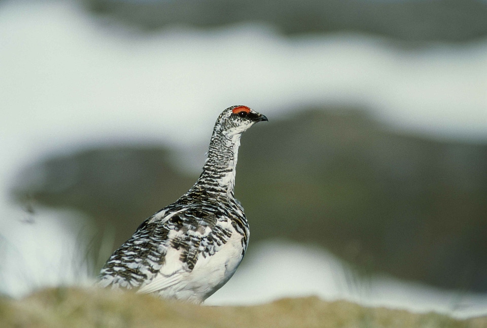 Bird Lagopus muta rock