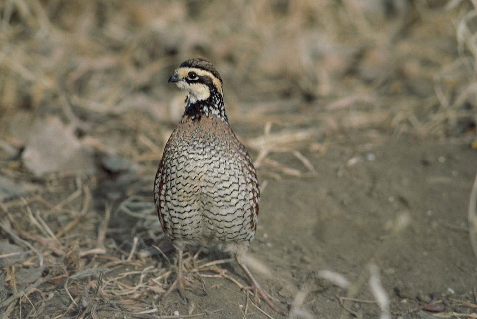 Bird Colinus virginianus 