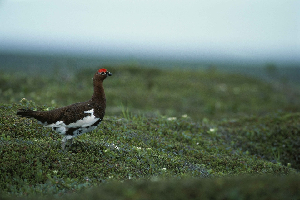 Bird Centrocercus urophasianus Lagopus muta