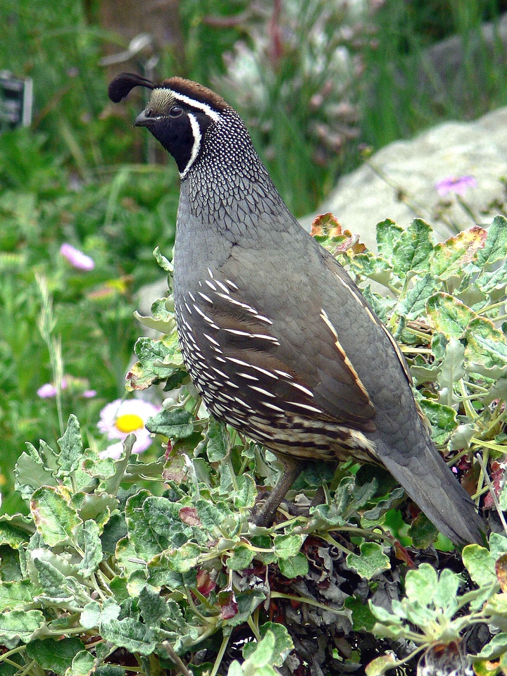 Bouquet bush Colinus virginianus