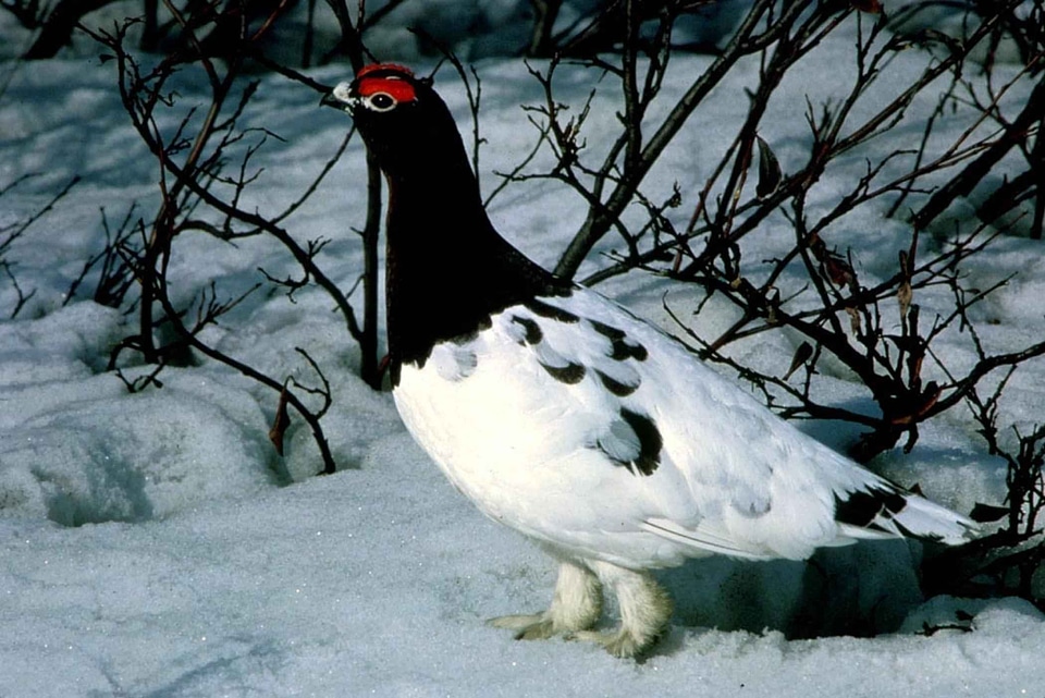 Bird Centrocercus urophasianus grazing