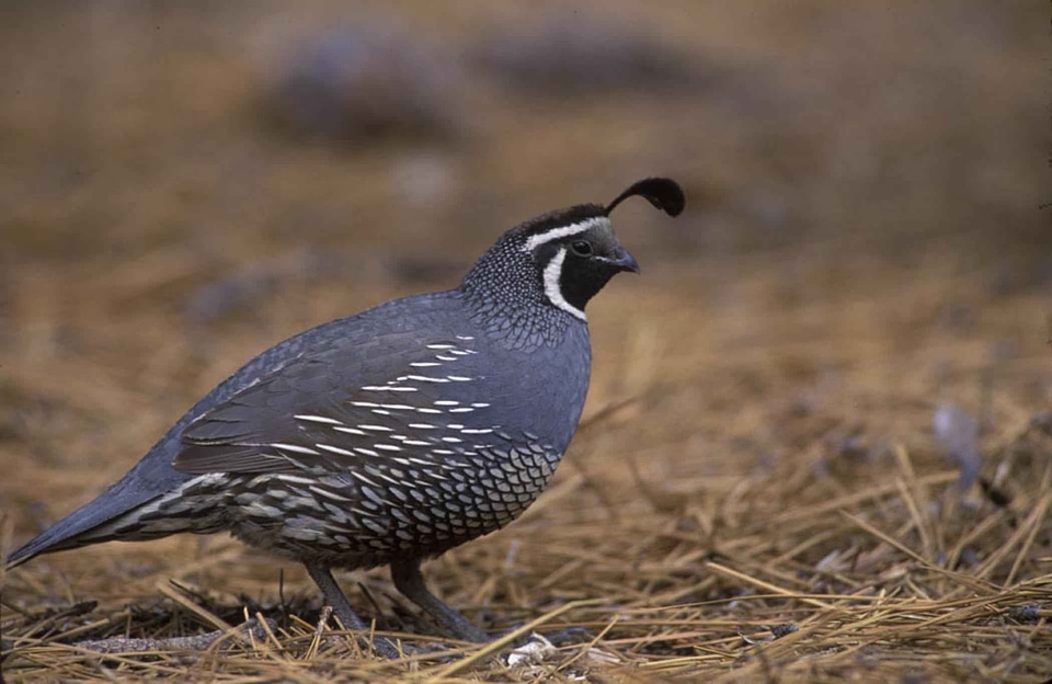 Bird canada Colinus virginianus