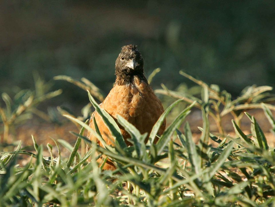 Bird Colinus virginianus 