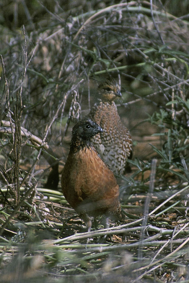 Bird Colinus virginianus couple