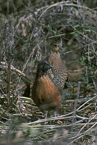 Bird Colinus virginianus couple