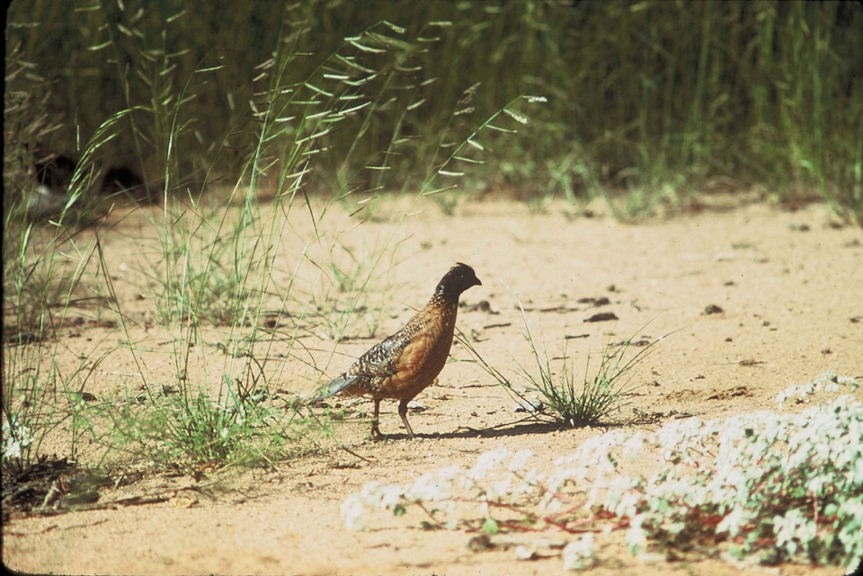Bird bottom Colinus virginianus