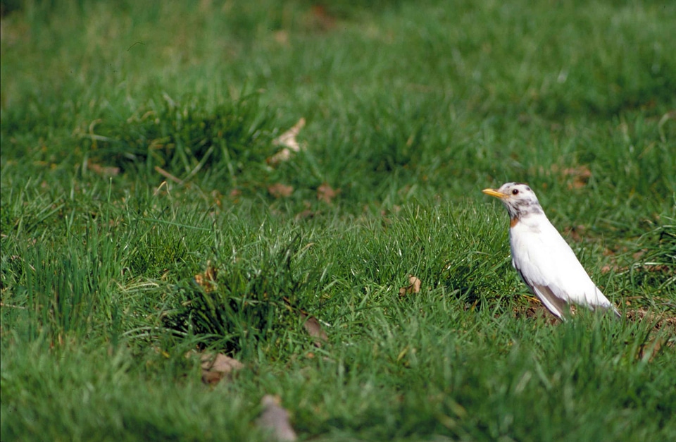 American bird breast