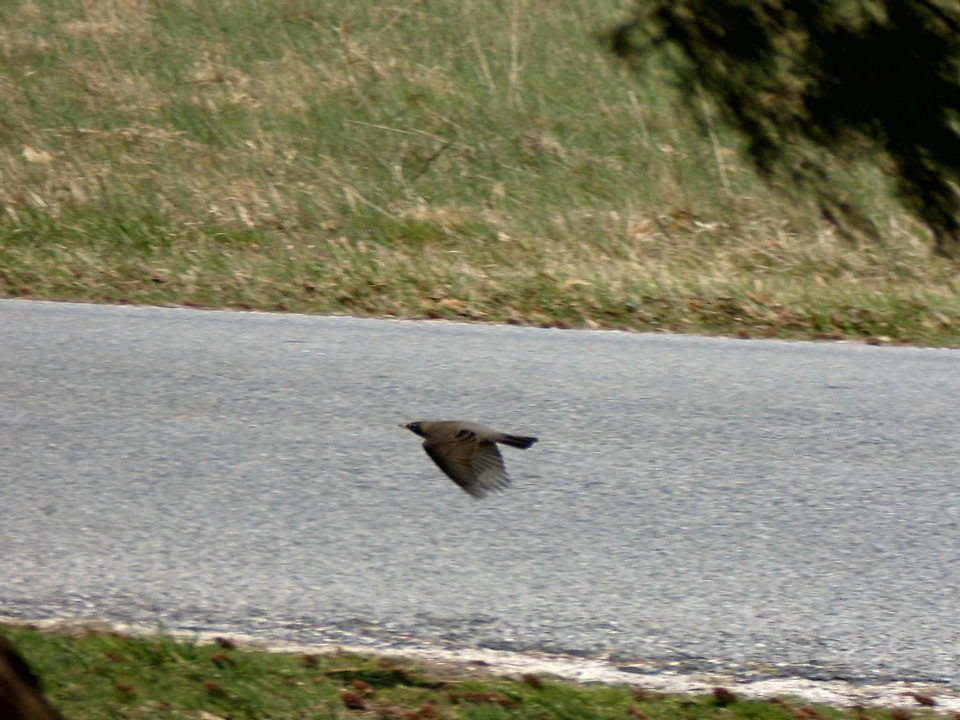 Robin  