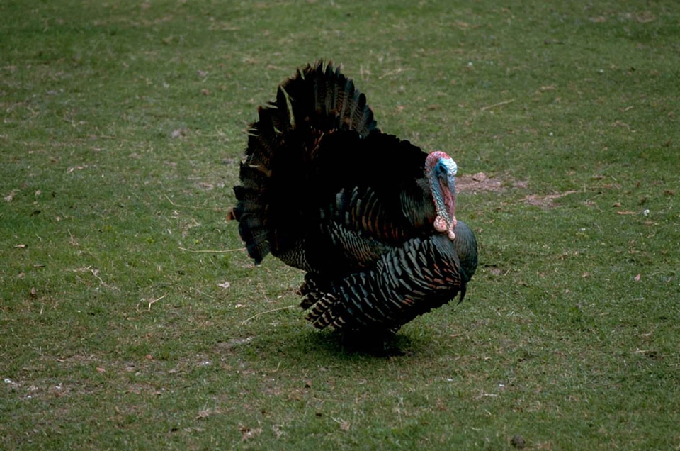 Bird male turkey