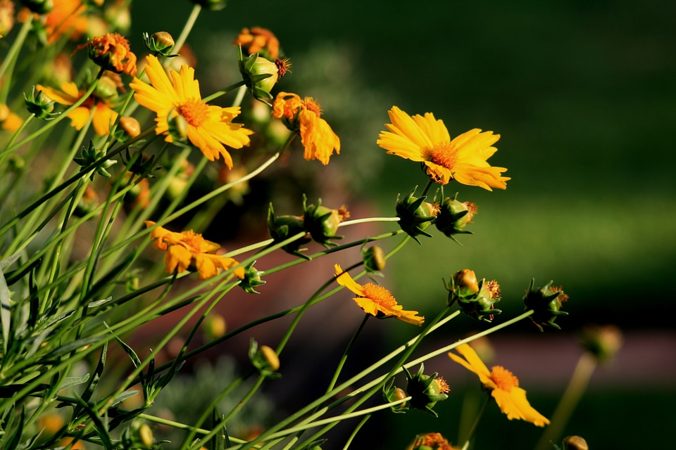 Long leaning garden