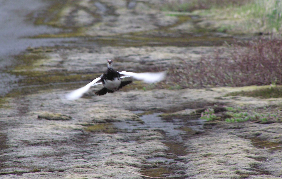 Bird flight Lagopus muta