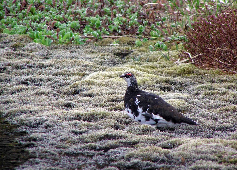 Bird Lagopus muta rock