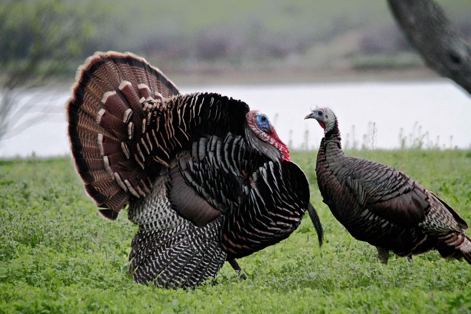 Bird breeding couple