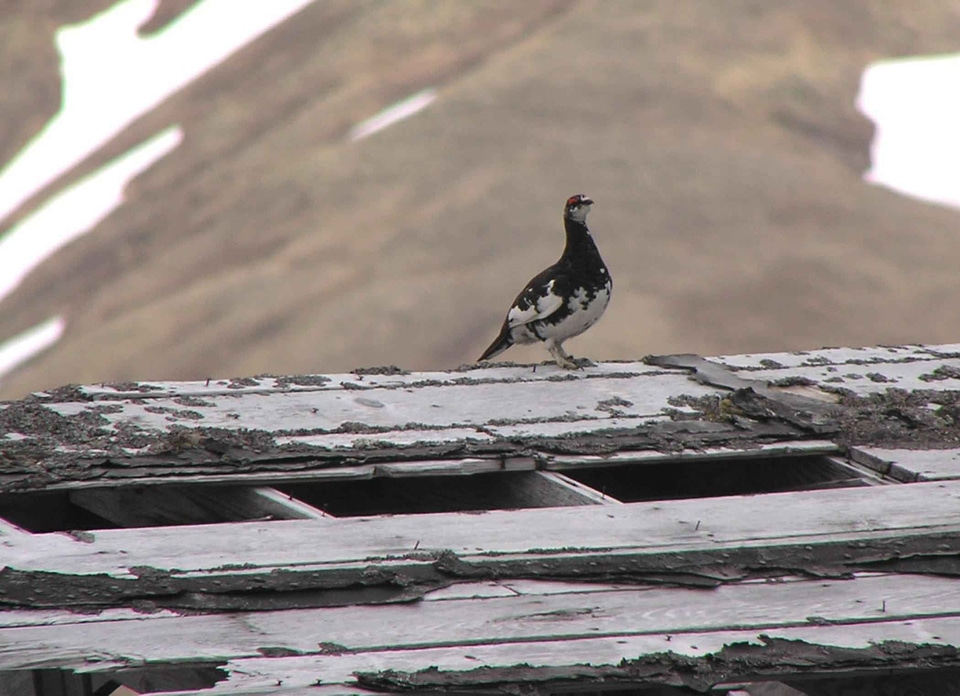 Bird Lagopus muta rock