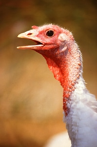 Bird female turkey