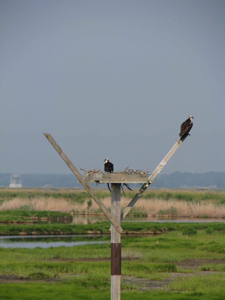 Couple nest osprey