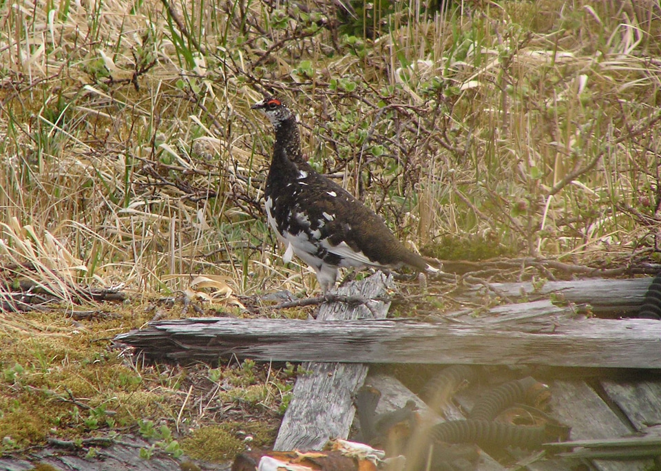 Bird habitat natural