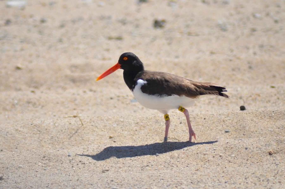 American bird black