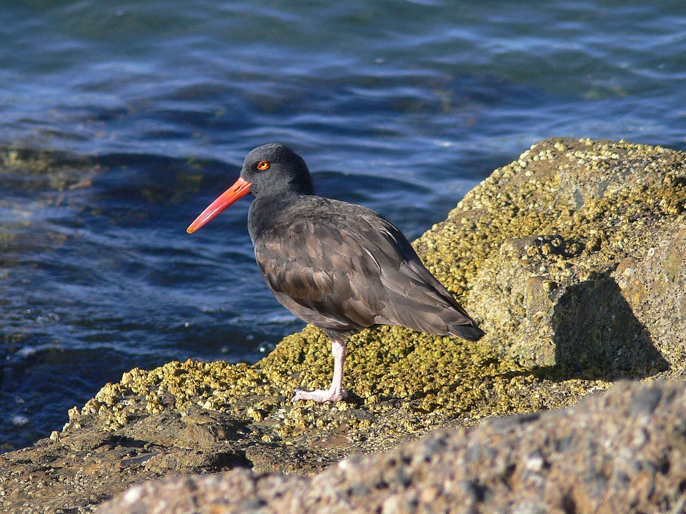 Black Haematopus bachmani overlooking