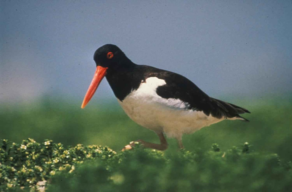 American bird Haematopus bachmani